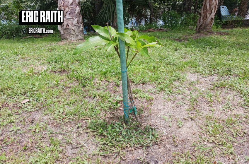  Eric Raith: The Mango Chronicles; How Many Coconut Cream Mango Trees can I Kill? Let See…